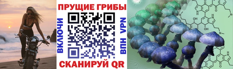 Псилоцибиновые грибы прущие грибы  Купить  Суздаль 
